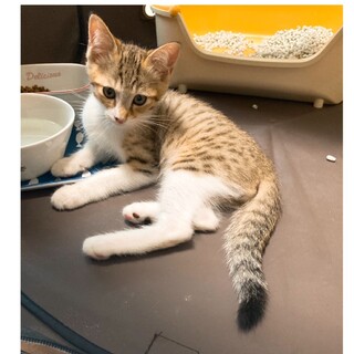 してん★食いしん坊