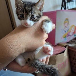 代理で子猫4匹の募集です