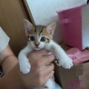 代理で子猫4匹の募集です サムネイル2