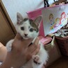 代理で子猫4匹の募集です サムネイル3