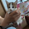 代理で子猫4匹の募集です サムネイル4