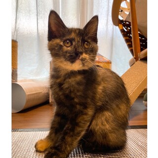 ひいが★おっとりさん