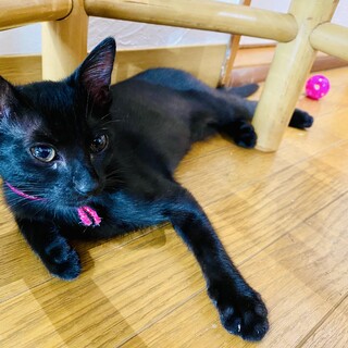 キララ：甘えて人をメロメロに！