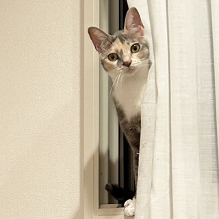 【10/26芝浦】穏やかミケ姉妹★パステル三毛あさ