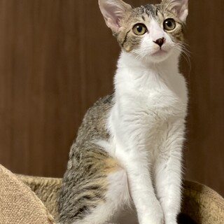 ビビリだけど甘えたい４ヶ月の男の子