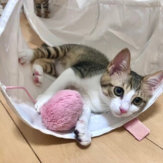美猫キジ白♡モニカ♀