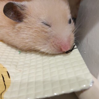 里親募集ωキンクマハムスター女の子7ヶ月