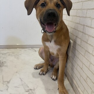 春(しゅん)ちゃん