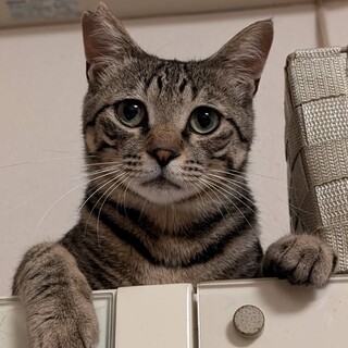 タレ目が可愛いキジ猫君♪