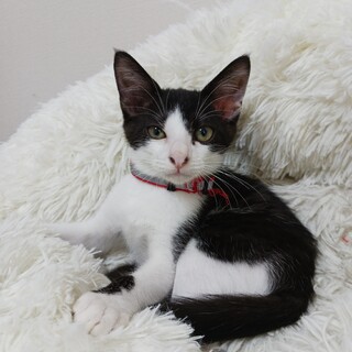 ふんばり親子猫　ハチワレ ハチワレ はっちゃん 温」福島県 - 猫の里親募集(407282