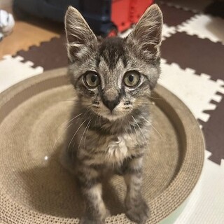 おもちゃ争奪戦はいつも負け　えごまくん