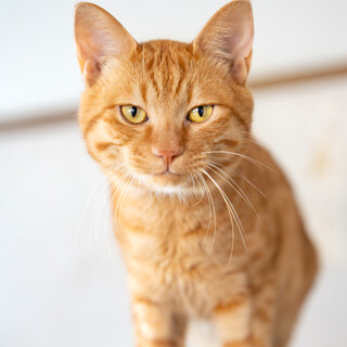 人も猫も大好きな茶トラの子猫「ローランド」くんです