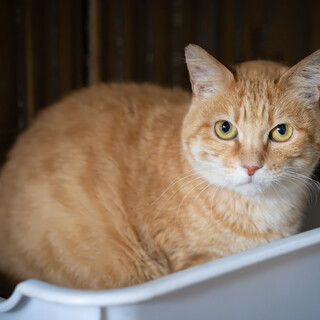 キュートな茶トラの子猫「セミアコ」ちゃんです