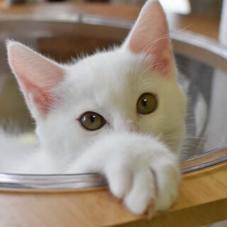 ウサギシッポな きいちゃん