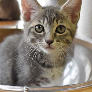 グレーのシマシマが美しいゆかりちゃん