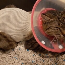 「【こももちゃん】眼瞼、瞬膜癒着剥離、避妊について」サムネイル2