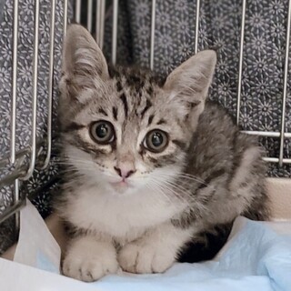 慎重派？グレーキジのゆうくん