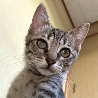 こげ茶×ほんのりグレー？のキジトラちゃん