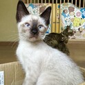 シャム風？柄の猫ちゃん