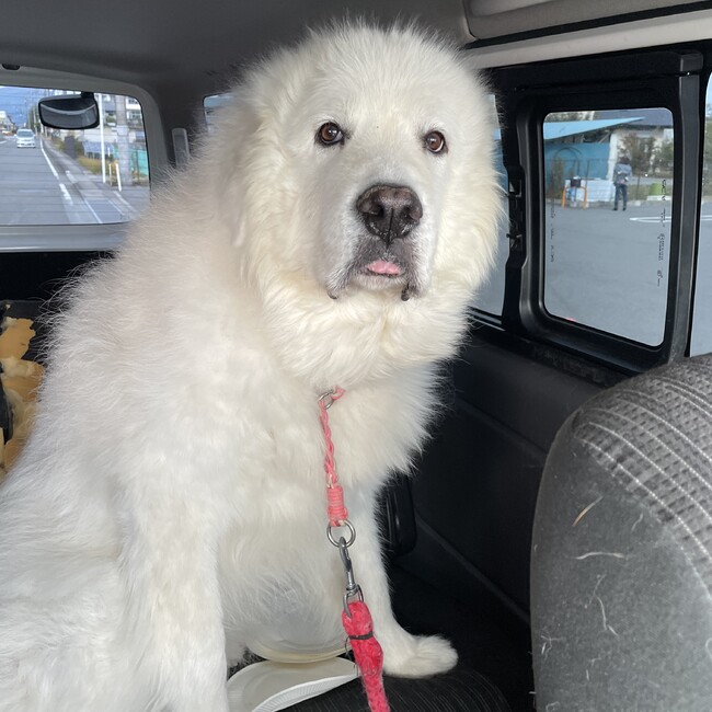 こはくのおうちのカバー写真