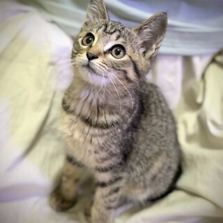 ★おっとり甘えん坊★こむぎちゃん★