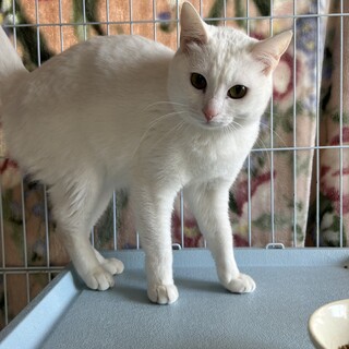 仮名＿ココナッツ