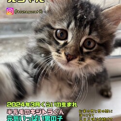 8/4(日)川越ハウジングステージ保護猫譲渡会 サムネイル2