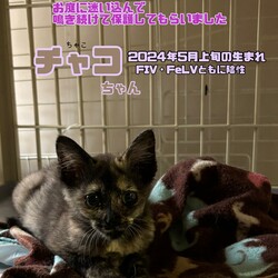 8/4(日)川越ハウジングステージ保護猫譲渡会 サムネイル3