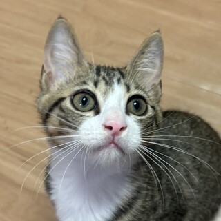 くりくりお目目が可愛い！元気なキジ白の男の子