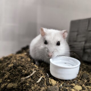 ジャンガリアンハムスターの男の子です！