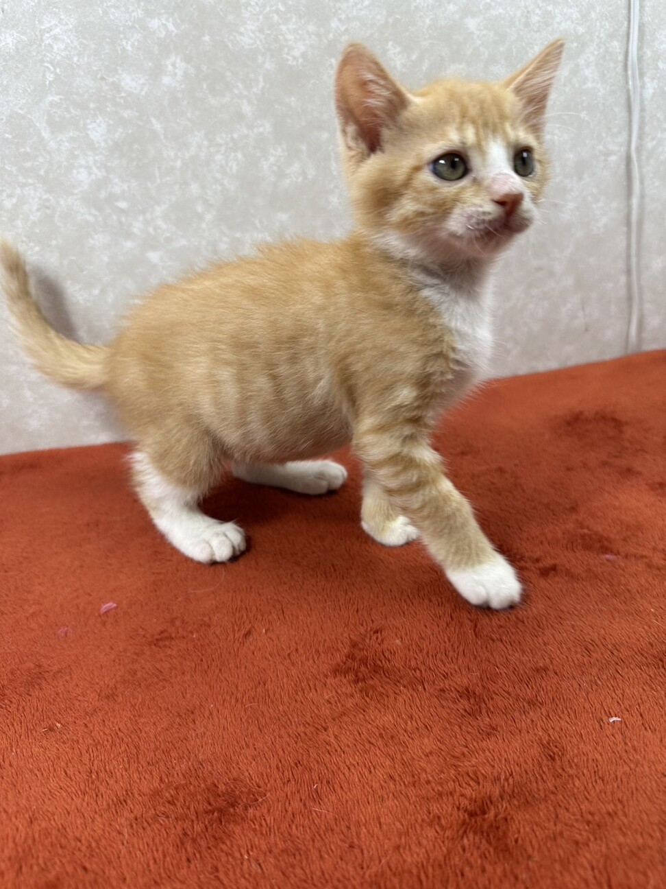 生後間もない兄弟をミルクで育てました❤格さん サムネイル3
