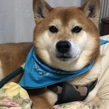 青も似合うでしょ？