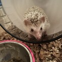 ハリネズミ女の子！大切に育ててくれる方募集してます