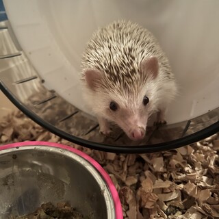 ハリネズミ女の子！大切に育ててくれる方募集してます