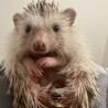 ハリネズミ女の子！大切に育ててくれる方募集してます サムネイル3