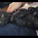 生後2ヶ月♡甘えん坊な黒猫ちゃん♡可愛い子猫！陰性