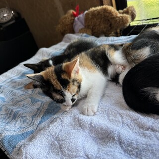 生後2ヶ月♡可愛いミケちゃん♡子猫　三毛猫　陰性