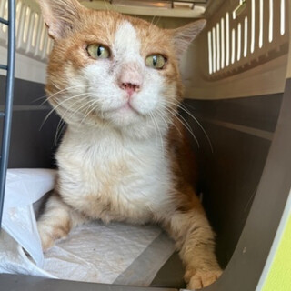 お外で頑張ってきた優しい茶白くん！去勢済み！