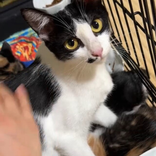 つやつや美人な白黒ハチワレの、小さめな女の子！