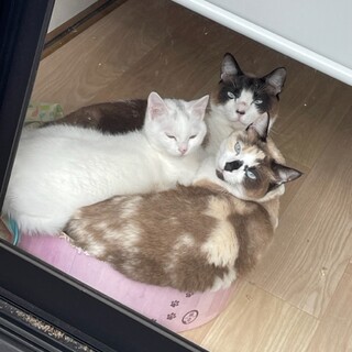 兄妹猫＋白猫ちゃん♡