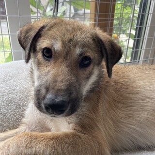 子どもも猫もOK！優しい大型犬子犬