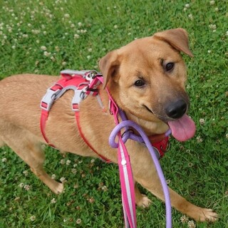 小さき者に優しい控えめ大型犬女子