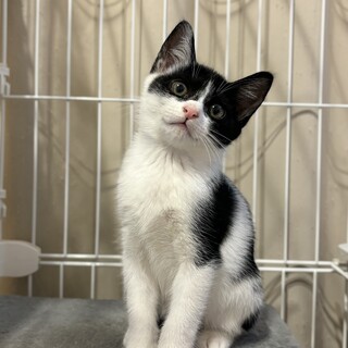 大型猫になりそうな予感♥個性的なマスク男子