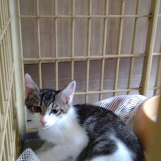保護子猫の里親募集
