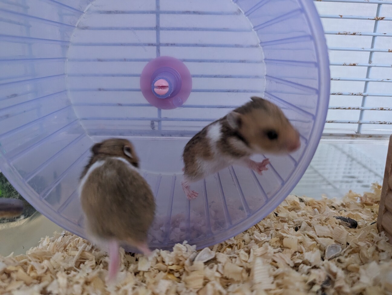 1ヶ月の母ハムが珍しい種類の子を募集します。 サムネイル2