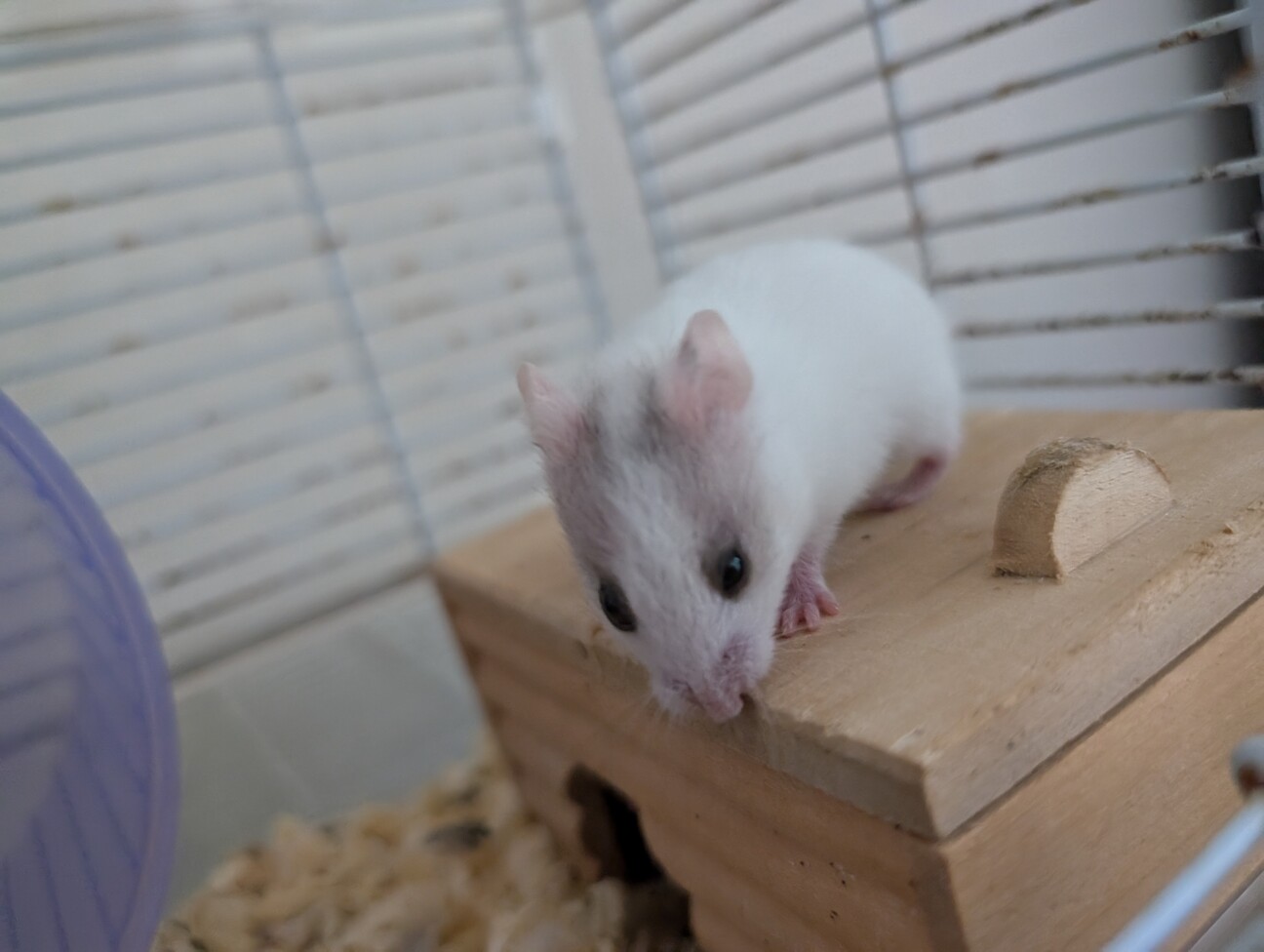 1ヶ月の母ハムが珍しい種類の子を募集します。 サムネイル3