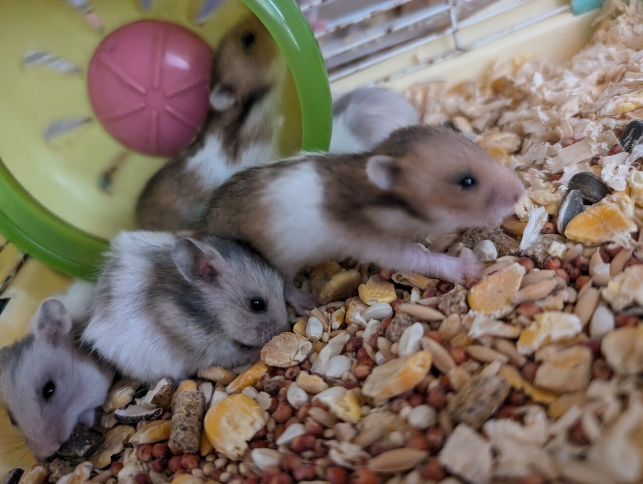 1ヶ月の母ハムが珍しい種類の子を募集します。 サムネイル4