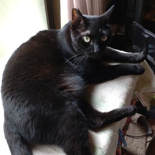 黒猫の里親募集
