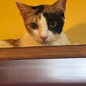 三毛猫界トップクラスの美少女！クラ☆