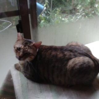 キジトラ猫の里親募集